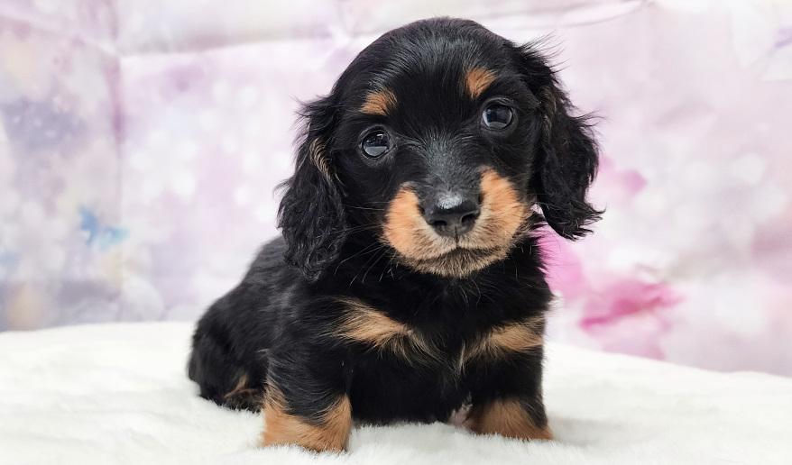 VIGNY ヴィニーの男の子① ブラック&タン男の子