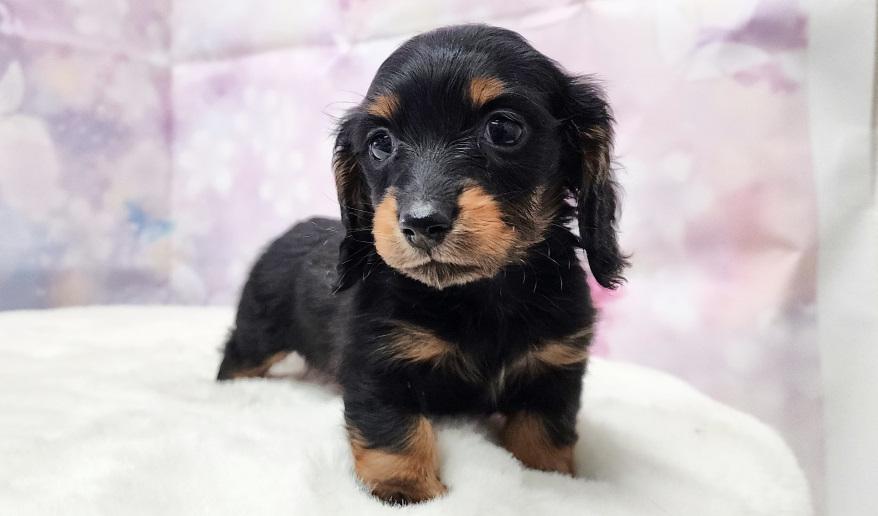 VIGNY ヴィニーの男の子① ブラック&タン男の子