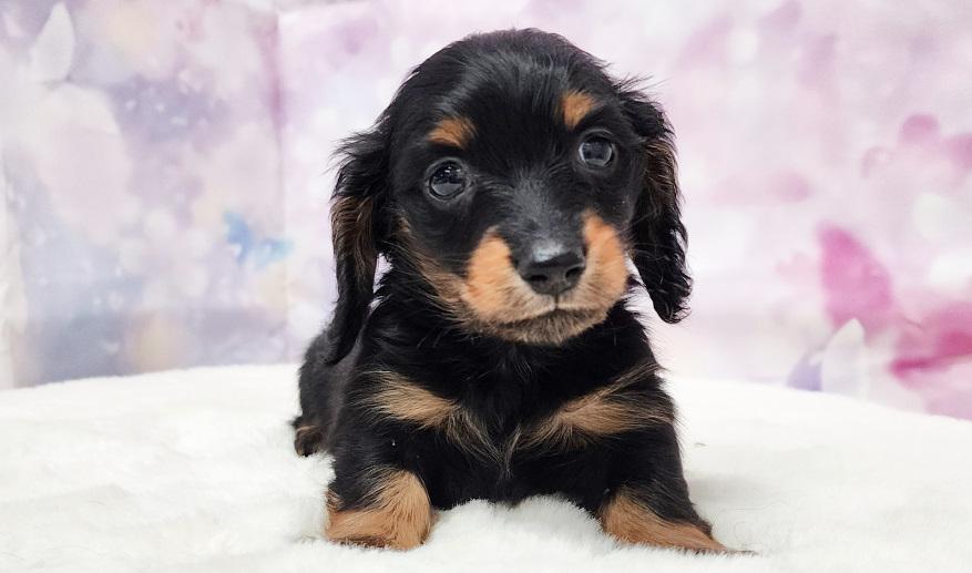 VIGNY ヴィニーの男の子① ブラック&タン男の子