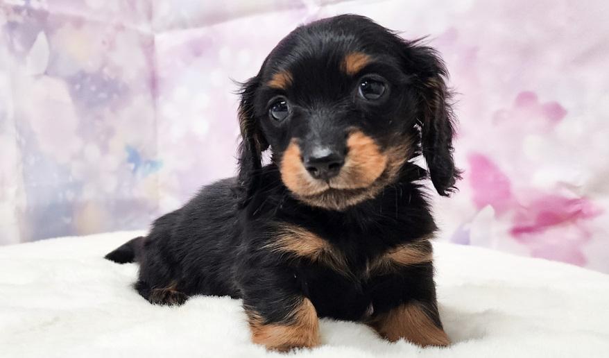 VIGNY ヴィニーの男の子① ブラック&タン男の子