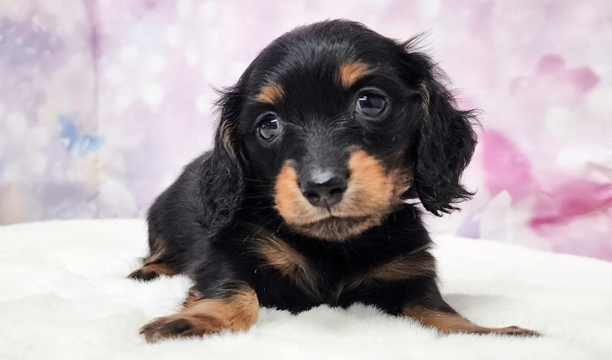 VIGNY ヴィニーの男の子① ブラック&タン男の子