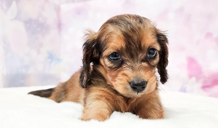 VIGNY ヴィニーの女の子 レッド女の子