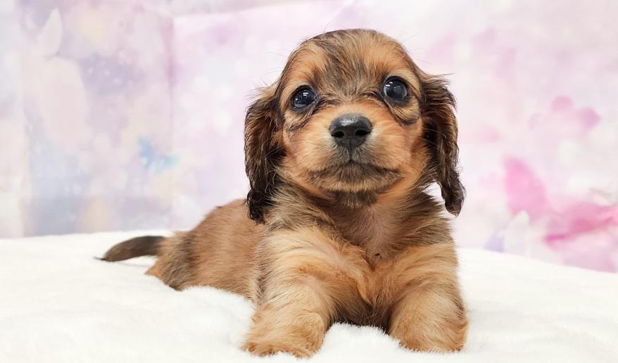 VIGNY ヴィニーの女の子 レッド女の子