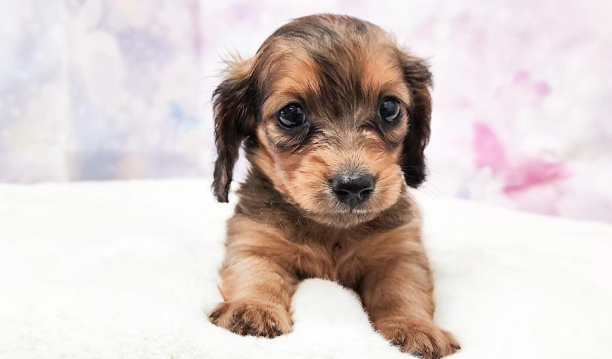 VIGNY ヴィニーの女の子 レッド女の子