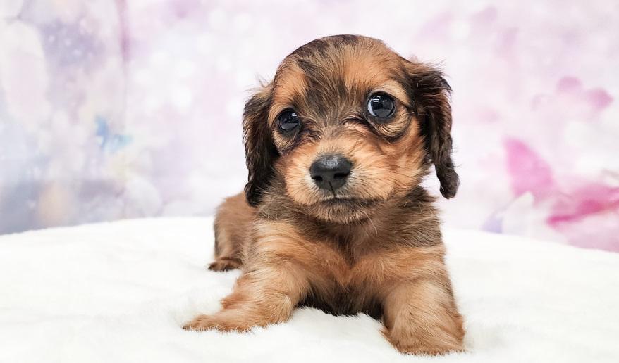 VIGNY ヴィニーの女の子 レッド女の子