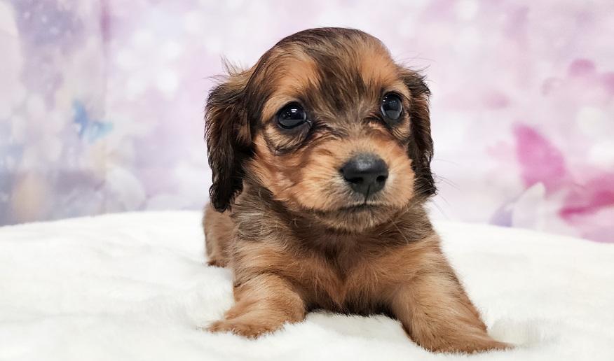 VIGNY ヴィニーの女の子 レッド女の子