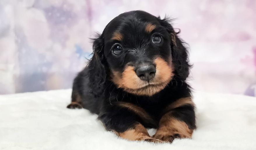 VIGNY ヴィニーの男の子② ブラック&タン男の子