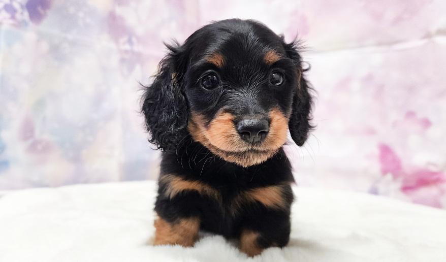 VIGNY ヴィニーの男の子② ブラック&タン男の子