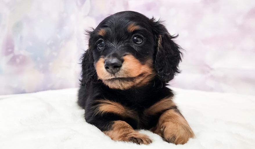 VIGNY ヴィニーの男の子② ブラック&タン男の子