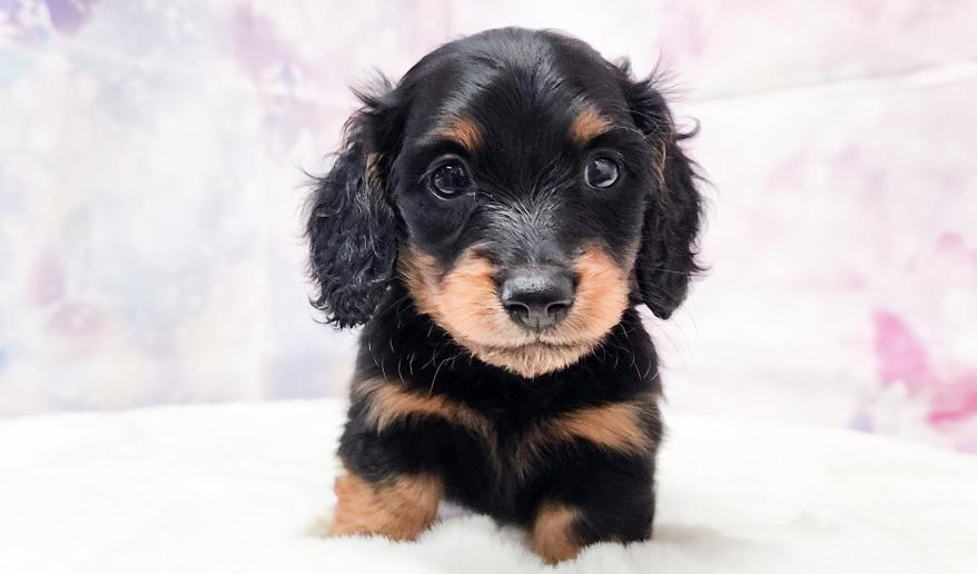 VIGNY ヴィニーの男の子② ブラック&タン男の子