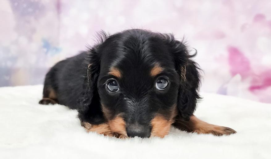 VIGNY ヴィニーの男の子② ブラック&タン男の子