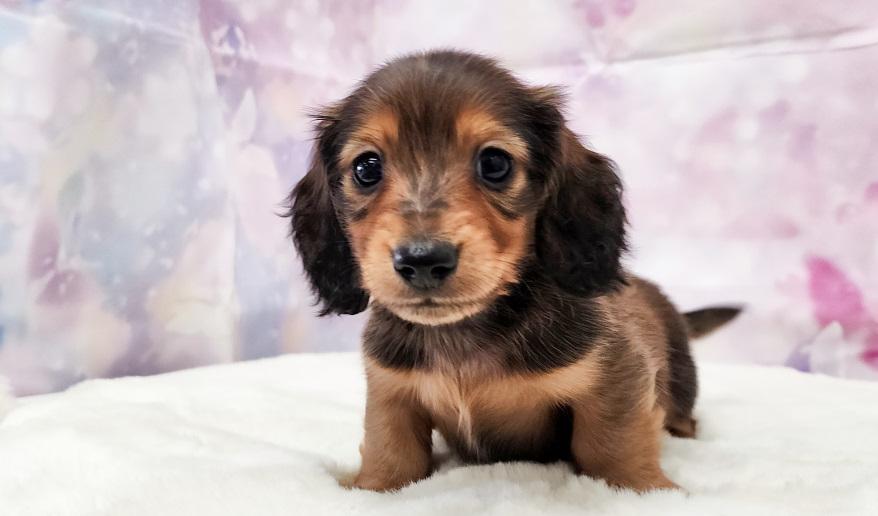 ミカンの男の子① シェーデッドレッド男の子