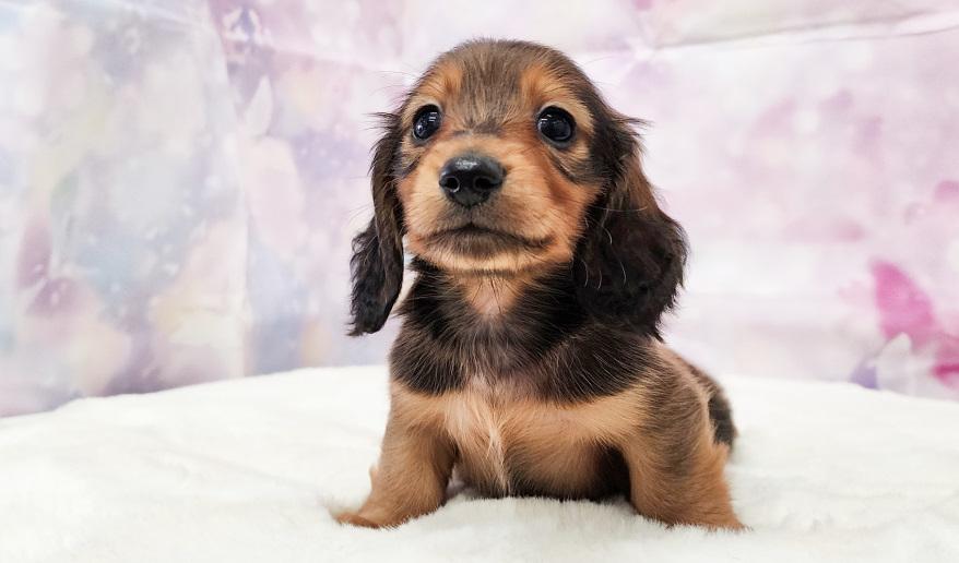 ミカンの男の子① シェーデッドレッド男の子