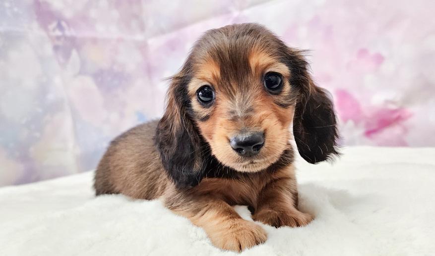 ミカンの男の子① シェーデッドレッド男の子