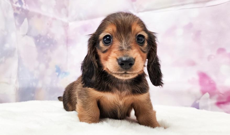 ミカンの男の子① シェーデッドレッド男の子