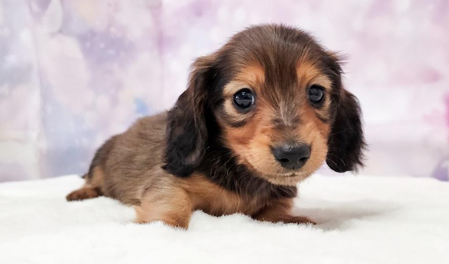 ミカンの男の子① シェーデッドレッド男の子