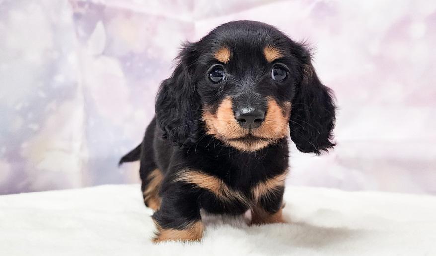 ミカンの女の子 ブラック&タン女の子