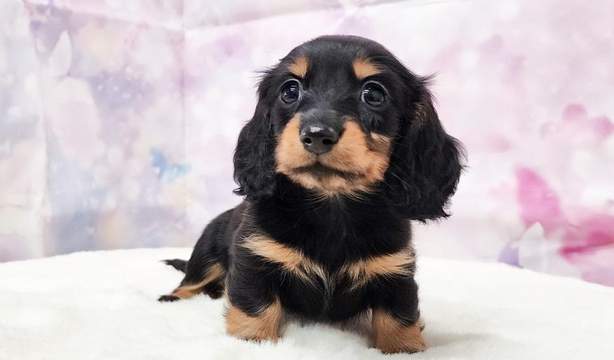 ミカンの女の子 ブラック&タン女の子