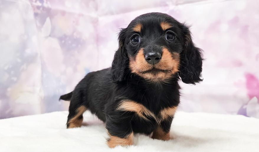 ミカンの女の子 ブラック&タン女の子