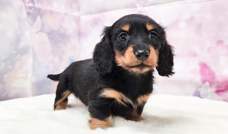 ミカンの女の子 ブラック&タン女の子