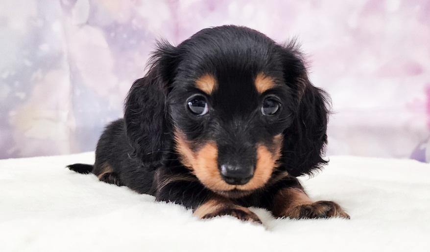 ミカンの女の子 ブラック&タン女の子