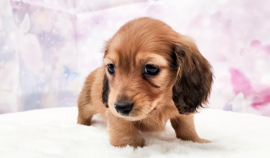 ミカンの男の子② レッド男の子