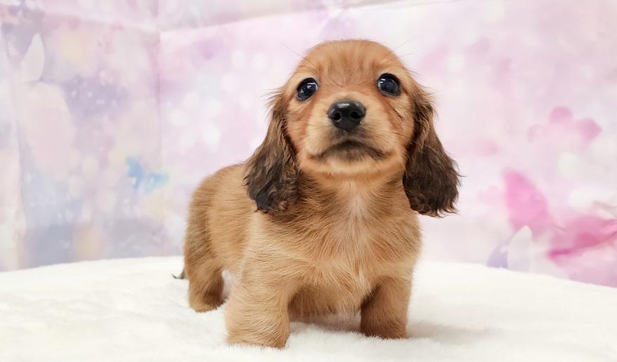 ミカンの男の子② レッド男の子