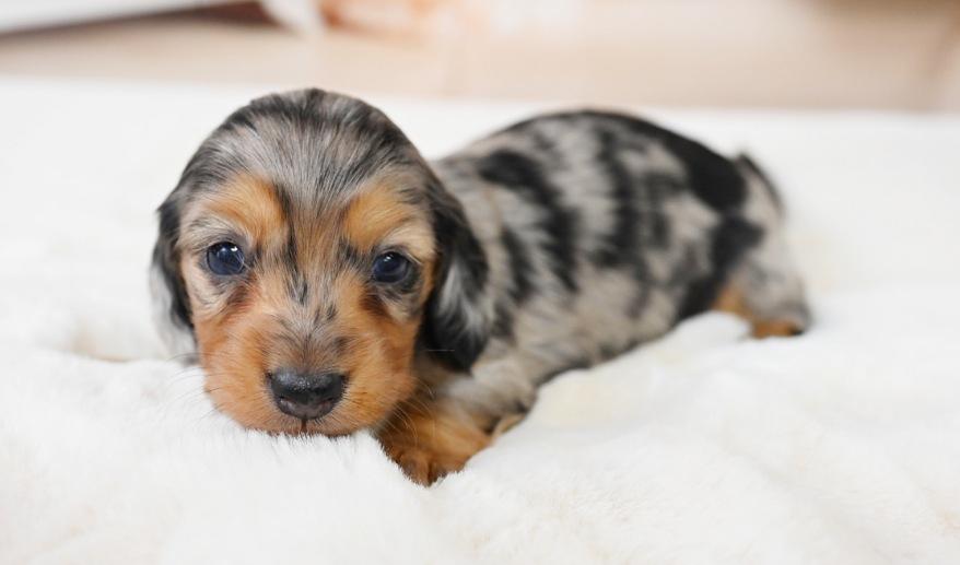 シルバーダップル&タン 男の子