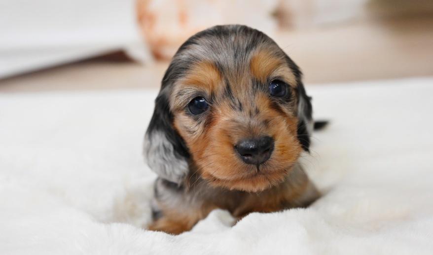 PURE ピュアの子 シルバーダップル&タン男の子