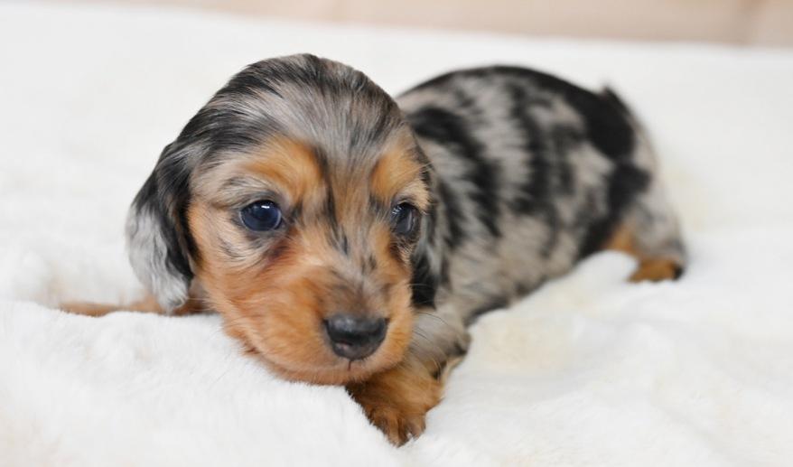 PURE ピュアの子 シルバーダップル&タン男の子