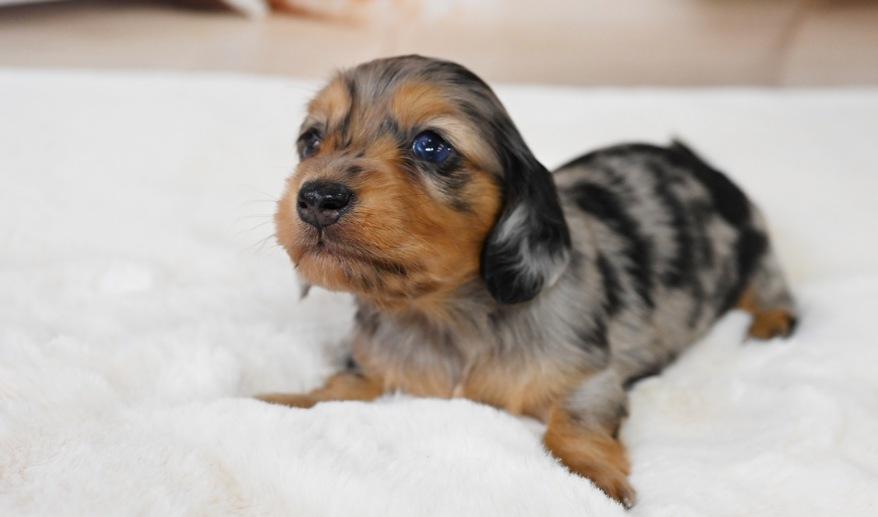 PURE ピュアの子 シルバーダップル&タン男の子