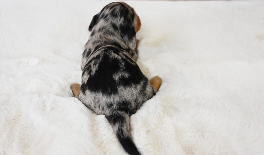 PURE ピュアの子 シルバーダップル&タン男の子