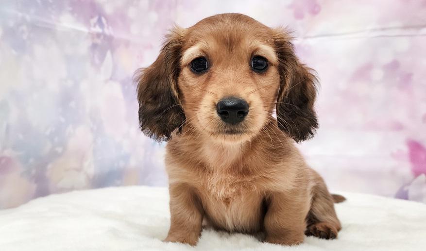 SAKURA　サクラの子 レッド男の子