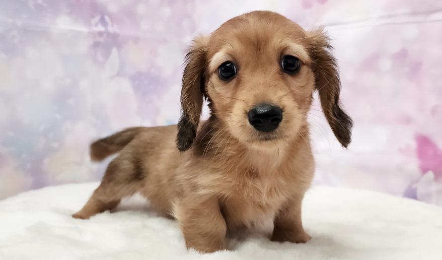 SAKURA　サクラの子 レッド男の子