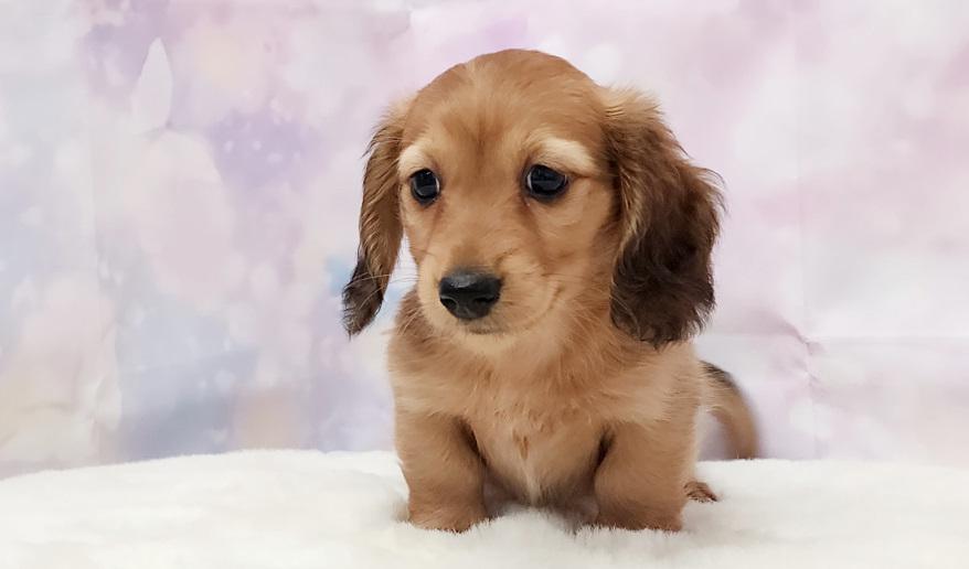 SAKURA　サクラの子 レッド男の子