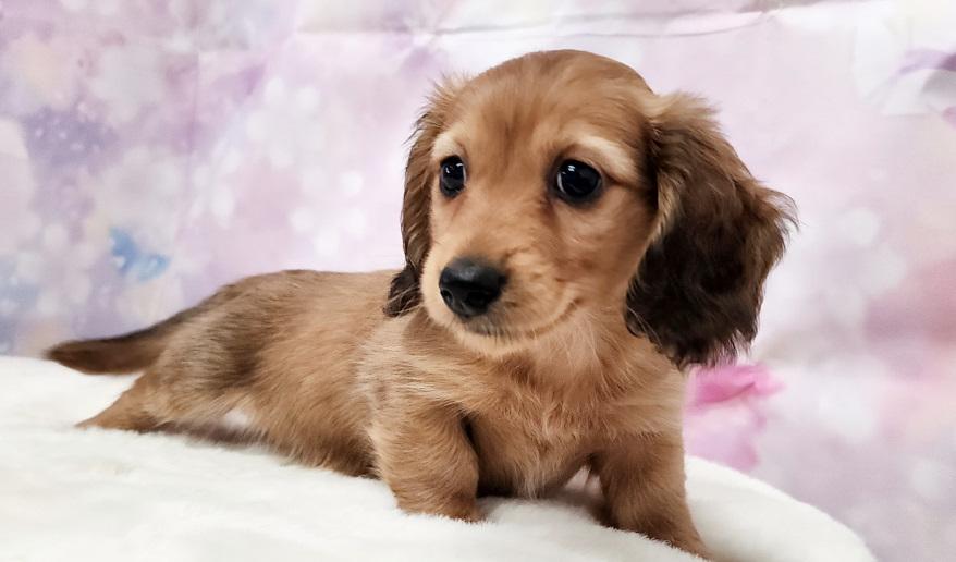 SAKURA　サクラの子 レッド男の子