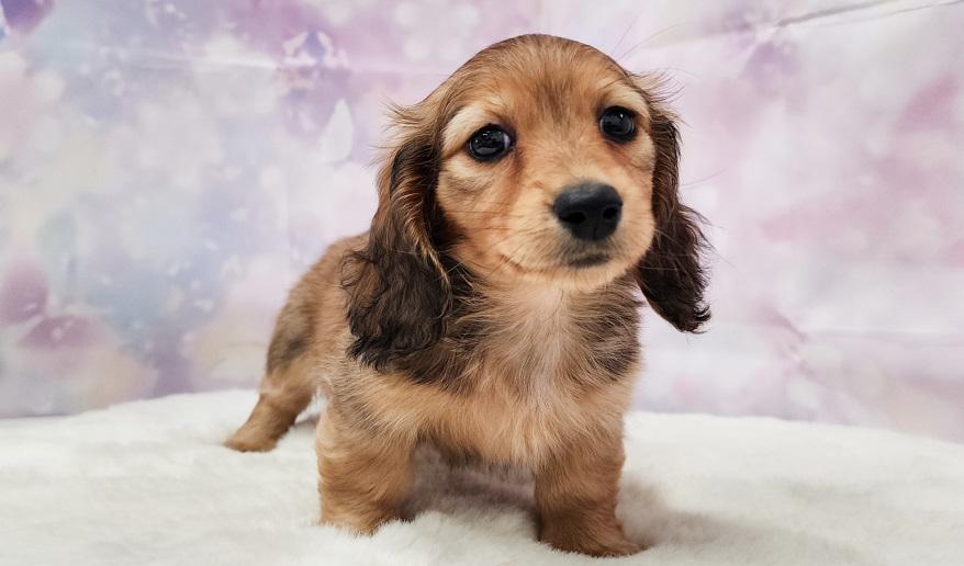 RUNOA ルノア レッド女の子