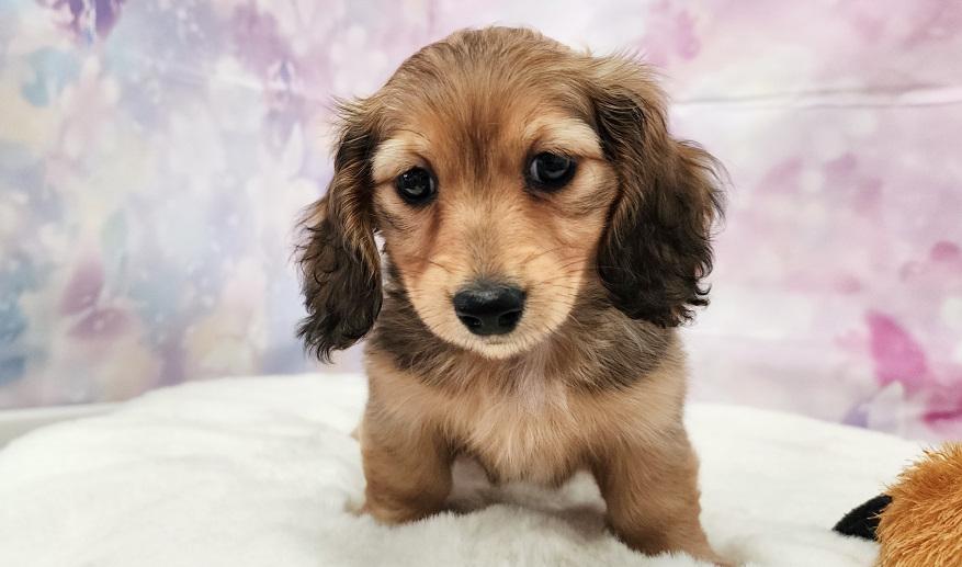 RUNOA ルノア レッド女の子