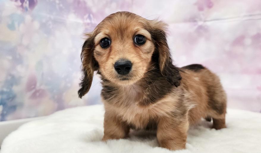 RUNOA ルノア レッド女の子