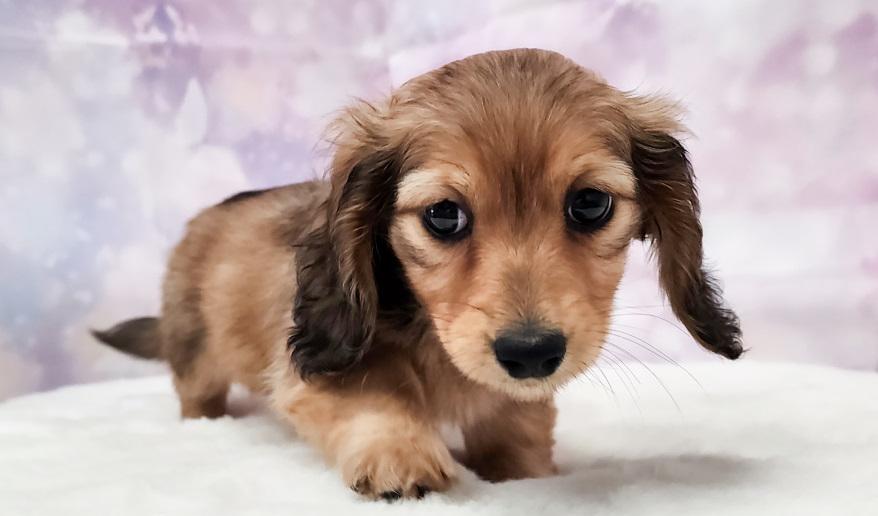 RUNOA ルノア レッド女の子