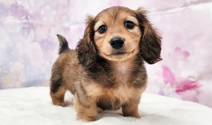 JACKBALL ジャックボール シェーデッドレッド男の子