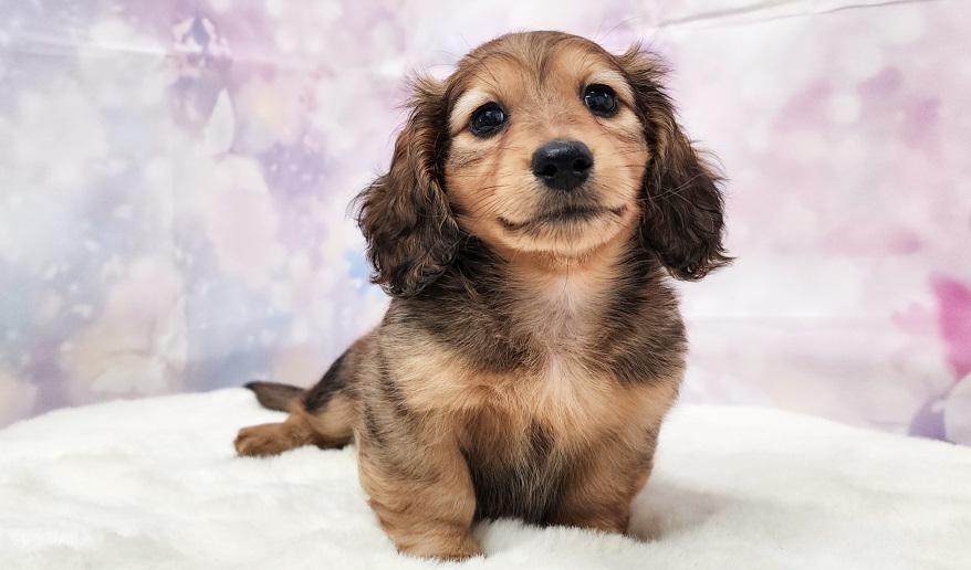 JACKBALL ジャックボール シェーデッドレッド男の子