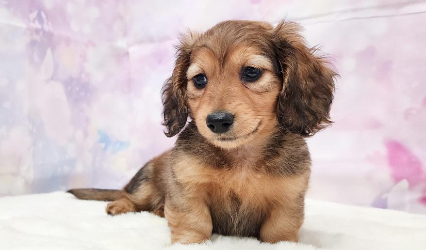 JACKBALL ジャックボール シェーデッドレッド男の子