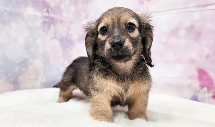 TSUBAKI　椿の子 シェーデッド・イエロー女の子