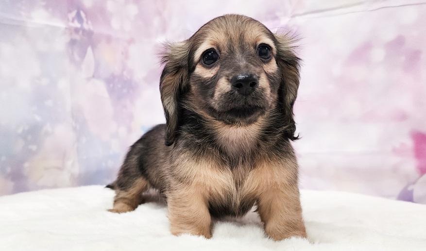 TSUBAKI　椿の子 シェーデッド・イエロー女の子