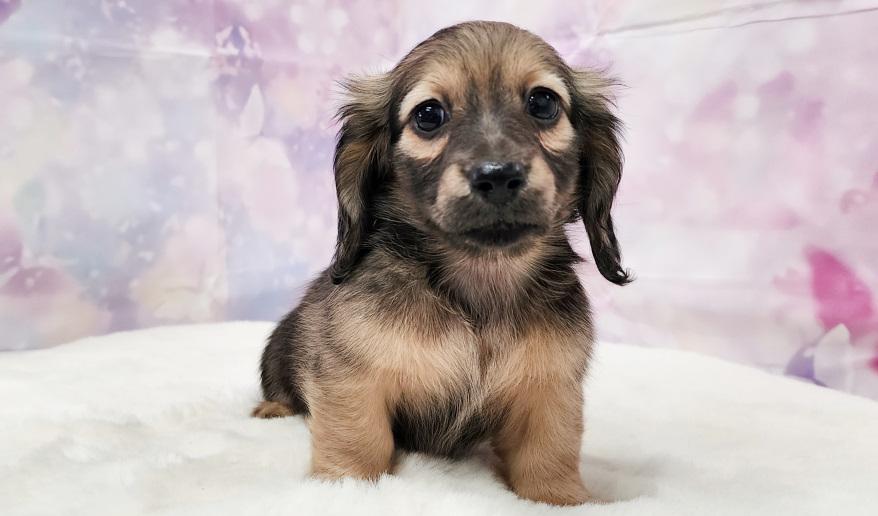 TSUBAKI　椿の子 シェーデッド・イエロー女の子