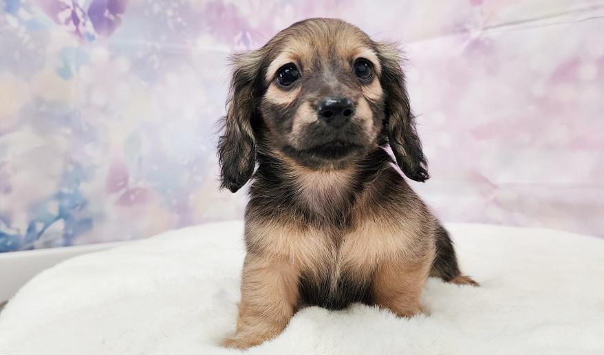 TSUBAKI　椿の子 シェーデッド・イエロー女の子