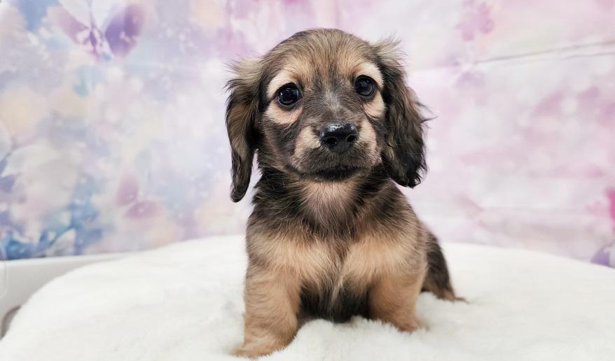 TSUBAKI　椿の子 シェーデッド・イエロー女の子