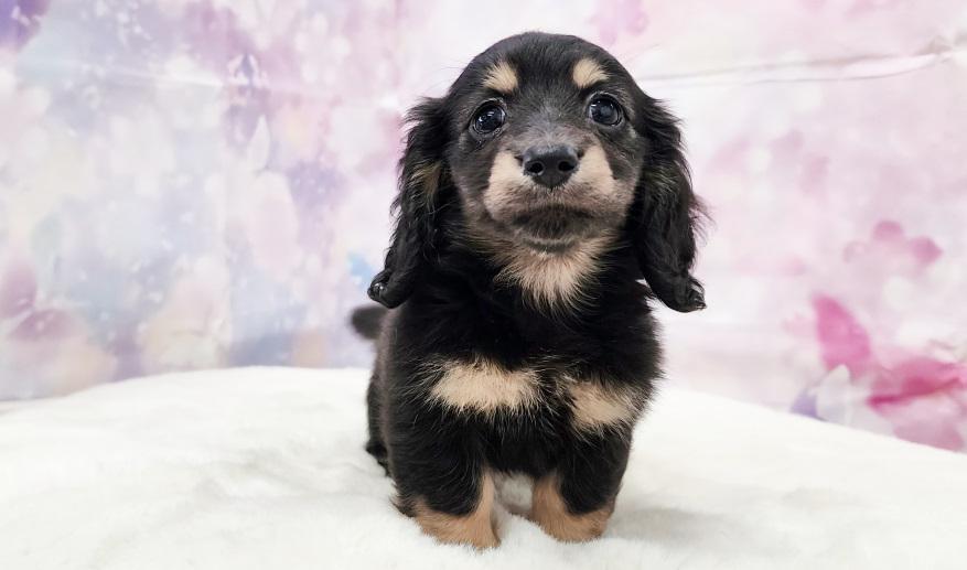 TSUBAKI　椿の子 ブラック＆イエロー女の子