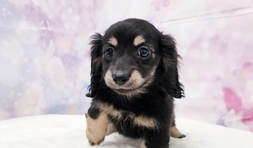 TSUBAKI　椿の子 ブラック＆イエロー女の子